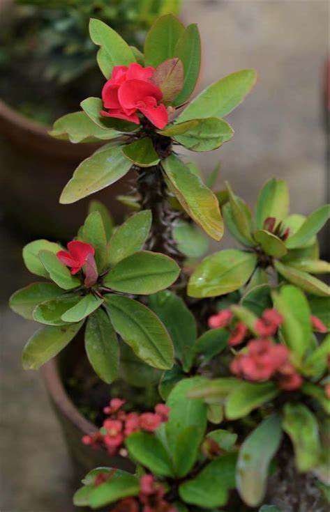 Euphorbia Milii